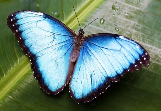 Biomimesi-farfalla1-610x419