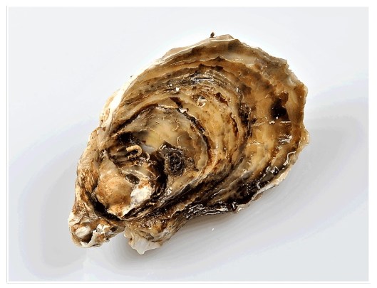 prodotti-ostriche-principale