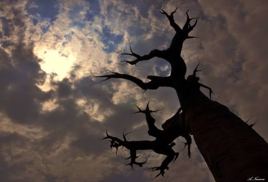 12465775_10207383139515431_2094925846579249958_o