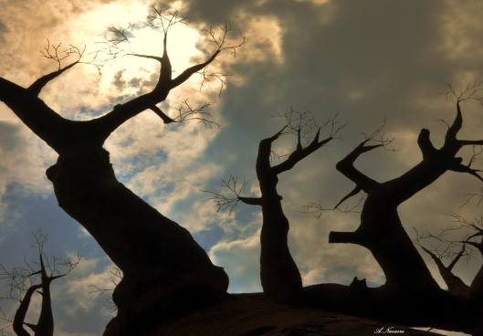 12487042_10207383197116871_1636053493991626434_o