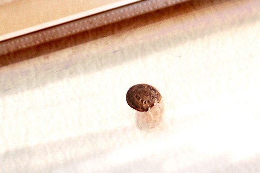 la chiocciolina in letargo. F.to Loredana Semantica